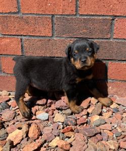 Blue collar puppy