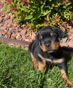 Purple collar puppy