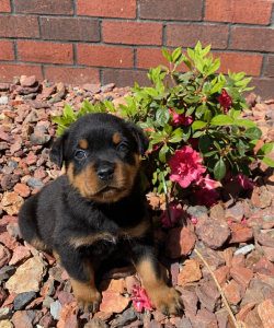 Yellow collar puppy