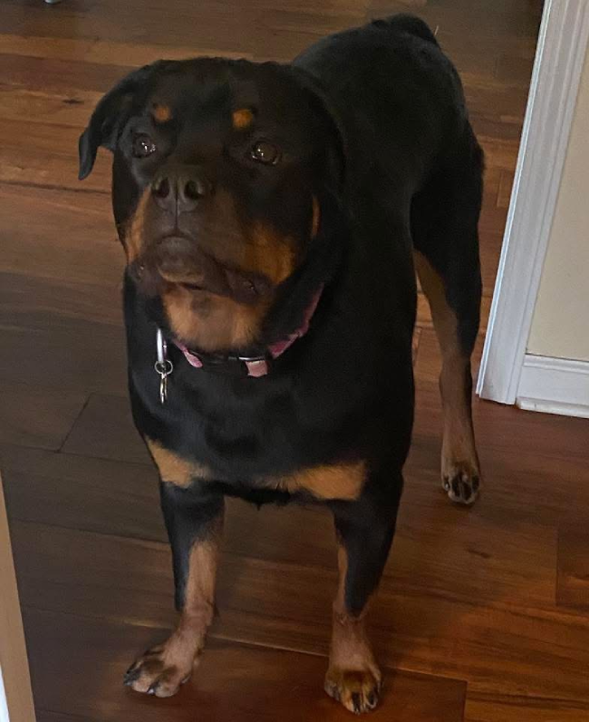 Bella, a playful Rottweiler puppy.