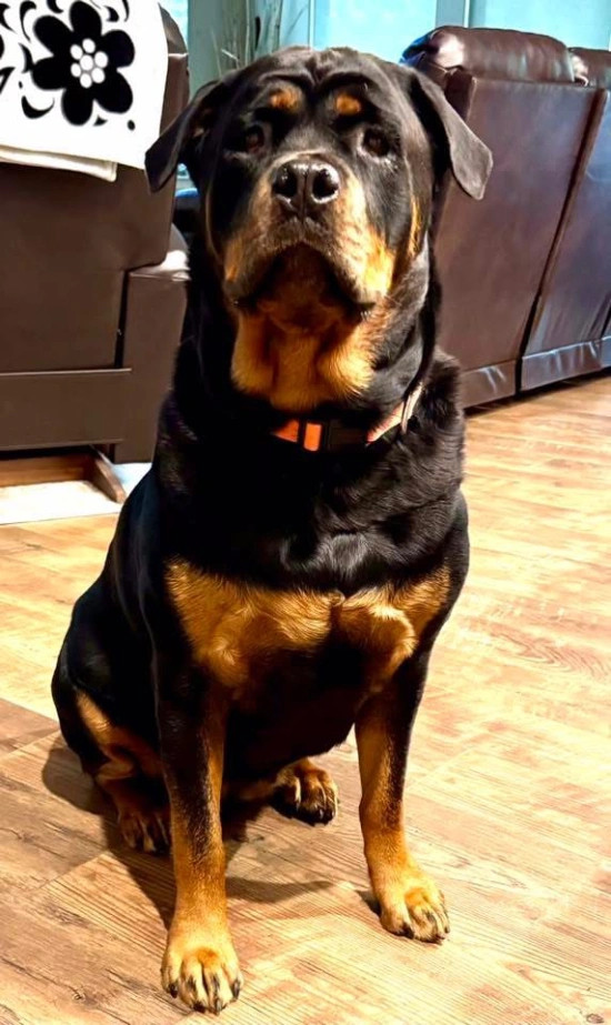 Summitt, a playful Rottweiler puppy.