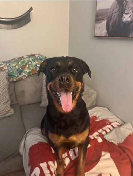 Zola, a playful Rottweiler puppy.