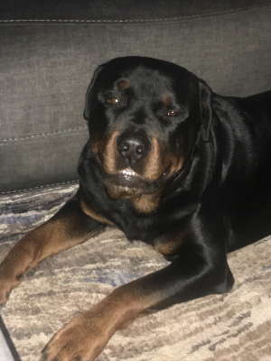 Tank showing his gentle nature and loving personality